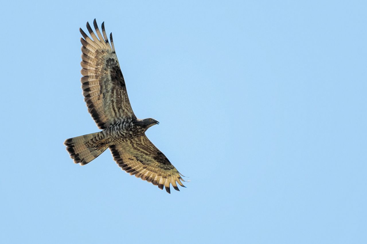 Falco Pecchiaiolo (Pernis apivorus)